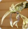 Stanhopea costaricensis